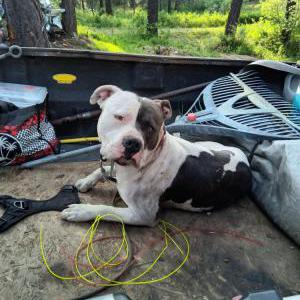 Lost Dog Michael Iver