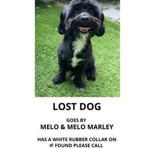 Lost Dog Melo Marley