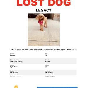 Lost Dog Ciearo