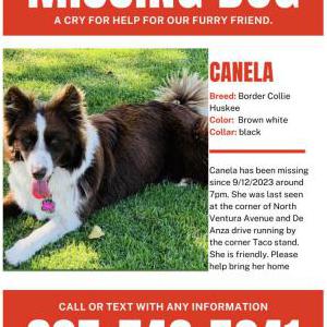 Lost Dog Canela