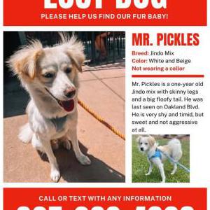 Lost Dog Mr pickles