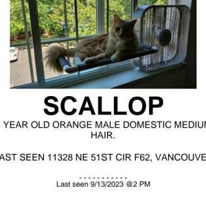 Image of Scallop, Lost Cat