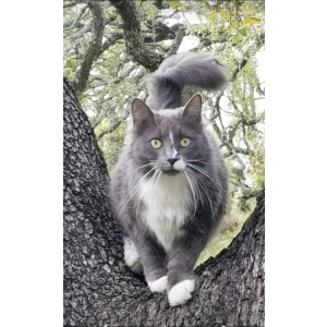 Lost Cat Dynah grey