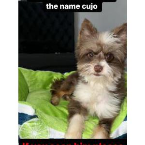 Image of Cujo, Lost Dog
