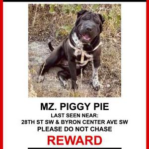 Lost Dog Mz. Piggy Pie