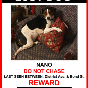 Image of Nano, Lost Dog