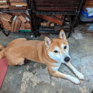 Lost Dog Akuma