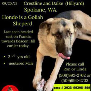 Image of hondo, Lost Dog