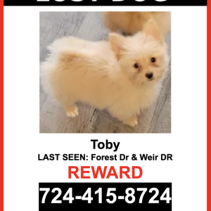 Lost Dog Toby