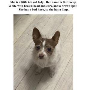 Lost Dog Buttercup