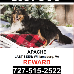 Lost Dog Apache