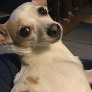 Image of Sweetpea, Lost Dog