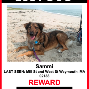 Lost Dog Sammi