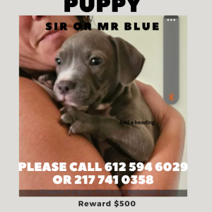2nd Image of Sir or Mr Blue, Lost Dog