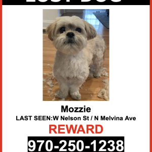 Lost Dog Mozzie