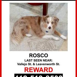 Lost Dog Rosco