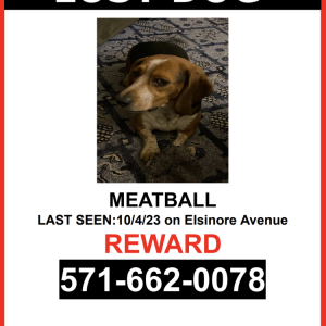 Lost Dog MEATBALL