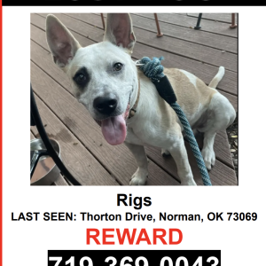 Image of Rigs, Lost Dog