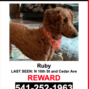 Lost Dog Ruby