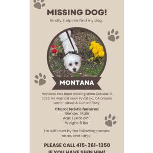 Lost Dog Montana