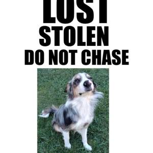 Lost Dog Marble