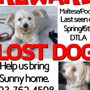Lost Dog Sonny