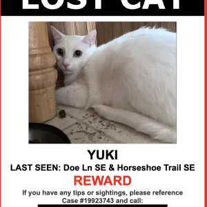 Lost Cat Yuki