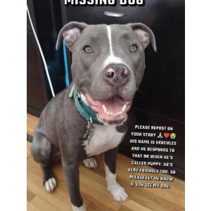 Lost Dog Hercules or Puppy
