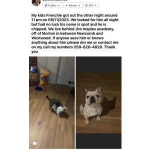 Image of Spot, Lost Dog