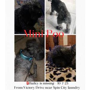 Lost Dog Bailey Hicks