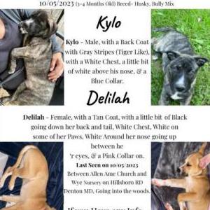 Lost Dog Kylo and Delilah