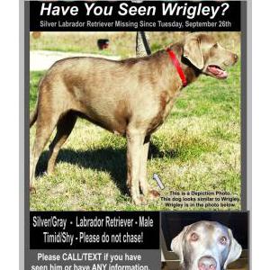 Lost Dog Wrigley