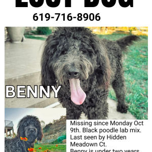 Lost Dog Benny