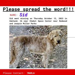 Lost Dog Sid