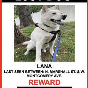 Lost Dog Lana