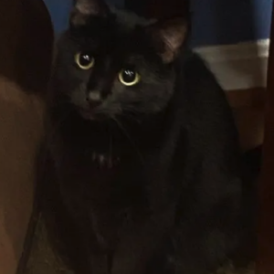 Image of Gillette, Lost Cat