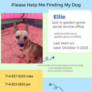 Lost Dog Ellie Rebelli