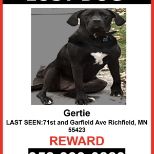 Lost Dog Gertie