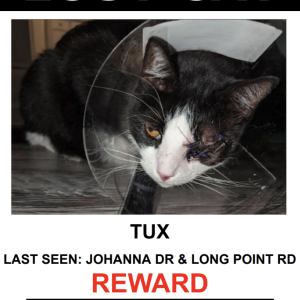 Lost Cat Tux