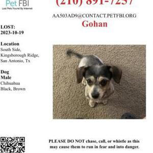 Lost Dog Gohan