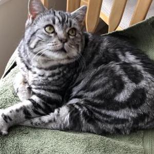 Image of Ziva, Lost Cat