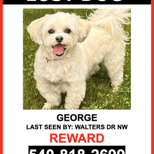 Lost Dog George