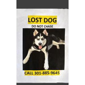 Lost Dog Xoro