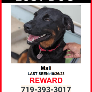 Lost Dog Mali