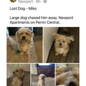 Lost Dog Miko