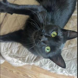 Image of Young black cat, Found Cat