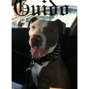 Image of Guido, Lost Dog