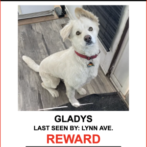 Image of GLADYS, Lost Dog