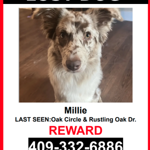 Lost Dog MILLIE