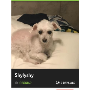 Lost Dog Shyly